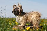 SHIH TZU 301